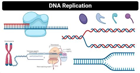 DNA Replication Process, Steps, Diagram, and Enzymes Involved