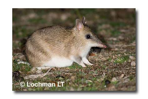 Eastern Barred Bandicoot - Lochman TransparenciesLochman Transparencies