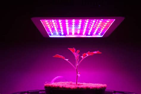Can Plants Use Artificial Light For Photosynthesis? - Garden For Indoor
