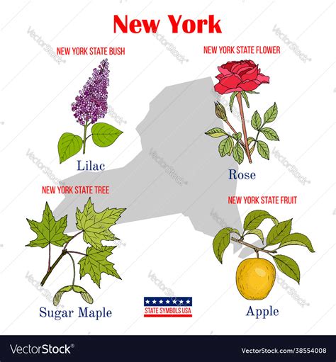 New-york set usa official state symbols Royalty Free Vector