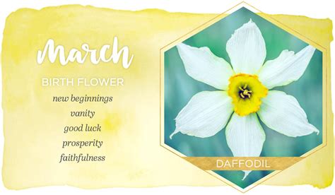 March Birth Flower: Daffodil - FTD.com | March birth flowers, Birth ...