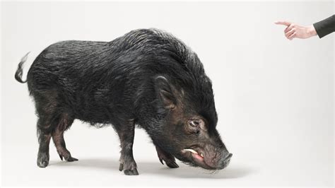 Pigs - The Domestication History of Sus Scrofa