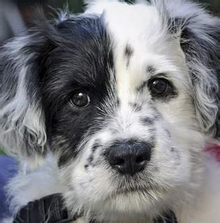 Dalmatian Poodle mix (Dalmadoodle) Temperament, Size, Adoption, Lifespan