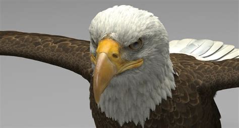 3D model american eagle - TurboSquid 1163246