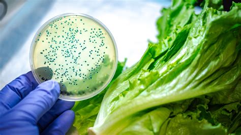 What Is E. Coli? Key Facts to Know About Food Poisoning and Beyond - GoodRx