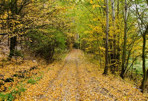 Autumn Forest Path Free Stock Photo - Public Domain Pictures