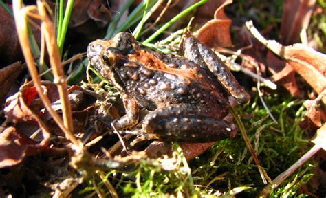 Eastern Cricket Frog – PA HERP IDENTIFICATION