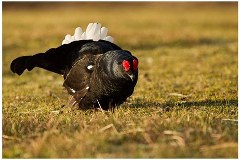 Black Grouse in Scotland | Focusing on Wildlife | Grouse, Wildlife, Animals