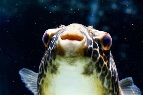 Freshwater Pufferfish Care Guide - Diet & Tank Info » Petsoid