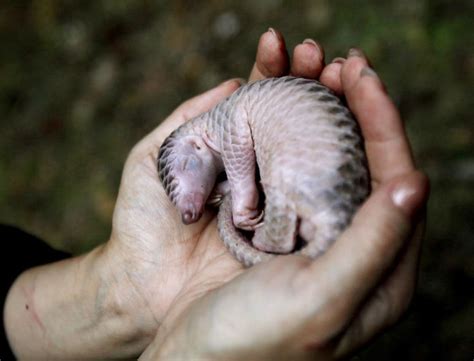 34 Baby Pangolins Who Are The World’s Cutest Artichokes | Bored Panda