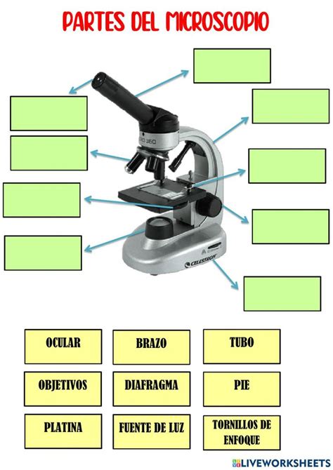 Partes del microscopio worksheet for 6º de Primaria | Partes del microscopio, Ciencias de la ...