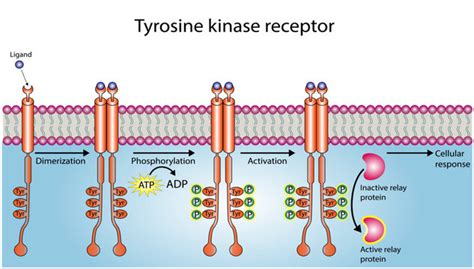 Receptor Tyrosine Kinase Pathway