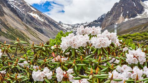 Many beloved garden flowers originated in this mountain hot spot—the oldest of its kind on Earth ...