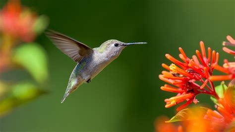 Zone 9 Hummingbird Plants: How To Attract Hummingbirds In Zone 9 ...