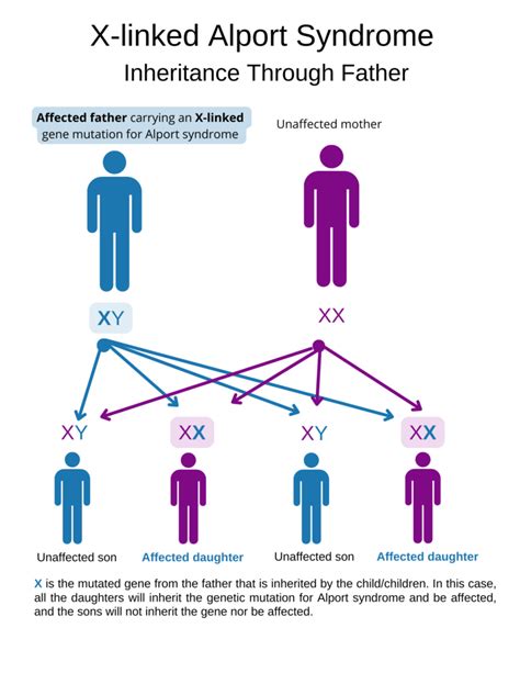 Genetics Overview | Alport Syndrome Foundation