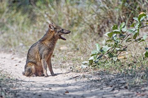 Crab eating fox sitting | A cute male crab eating fox sittin… | Flickr