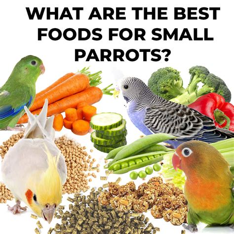 What are the best foods for Small Parrots? - Parrot Essentials