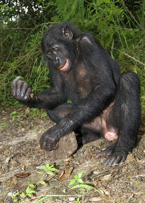 Female Bonobo Ape Greeting Card for Sale by Tony Camacho/science Photo Library