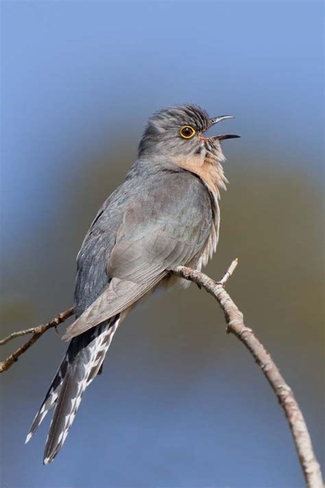 Fan-tailed Cuckoo (Cuculus pyrrhophanus)