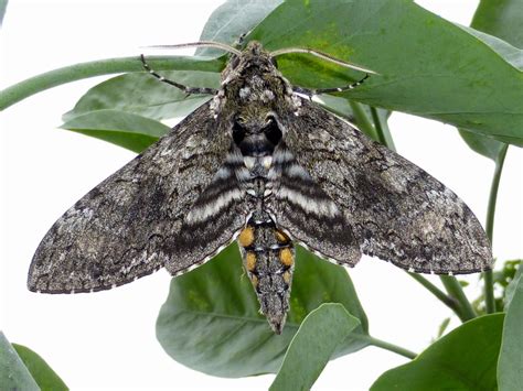 Silkmoths and more: The occasional hawkmoth: Manduca sexta