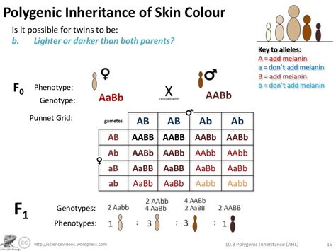 Polygenic Inheritance (AHL)