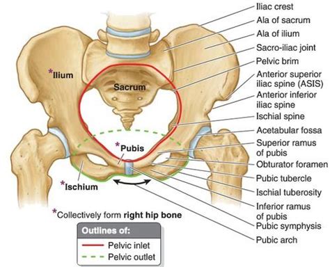 Anatomy Of The Ilium - ANATOMY