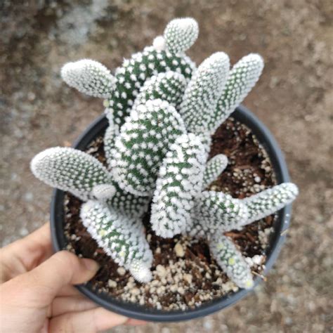 Opuntia Microdasys var. Albispina White Bunny Ears Cactus Shown in 6 en 2020