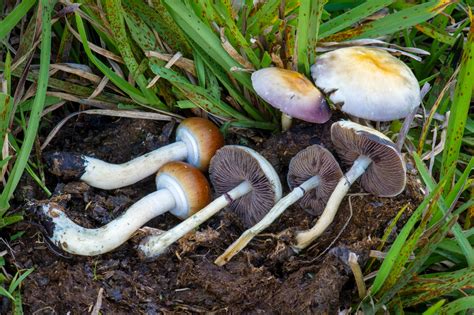 Discover the Many Types of Psilocybin Magic Mushrooms