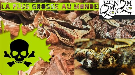 Bitis ... énorme Serpent Venimeux(la plus gosse vipère au monde)-Venom.X / VenomCroc - YouTube