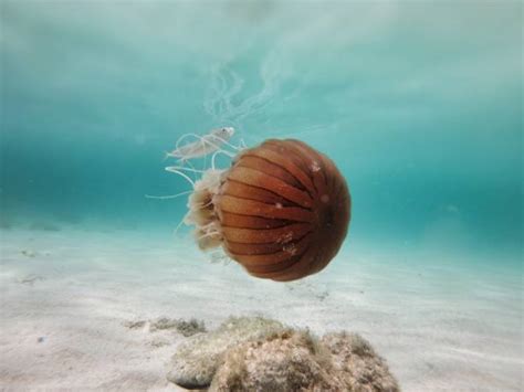 Brown Jellyfish Stock Photos, Pictures & Royalty-Free Images - iStock