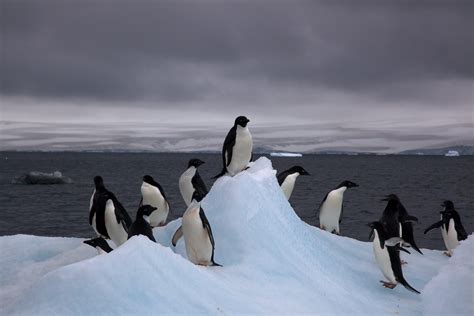 File:Adelie Penguins on iceberg.jpg - Wikimedia Commons