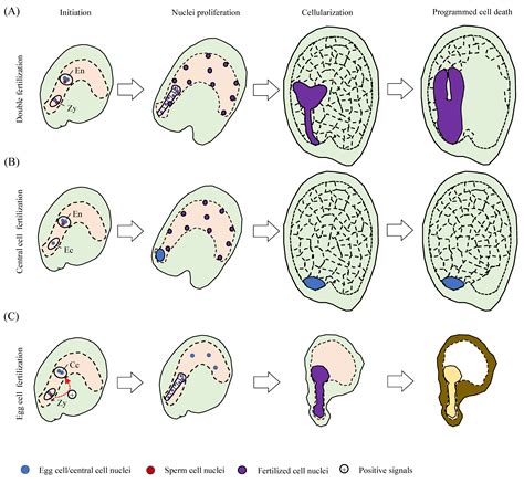 Plants | Free Full-Text | Endosperm–Embryo Communications: Recent Advances and Perspectives