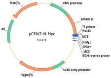 HBA2 / Hemoglobin Alpha 2 - LSBio