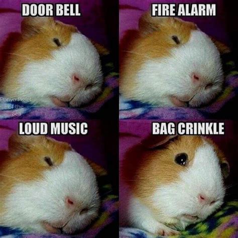 Guinea Pig Memes That Will Make You Laugh! - Merry About Town