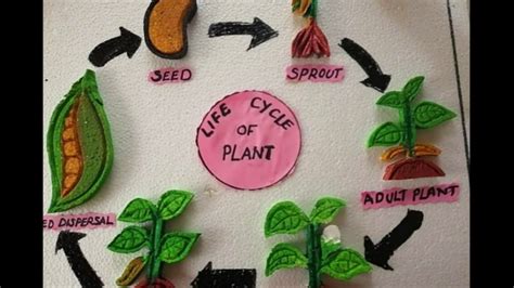 Plant life cycle model | seed germination model project | Life cycle of ...