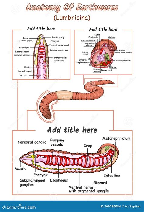 Internal Anatomy of an Earthworm Stock Vector - Illustration of scientific, education: 269286084