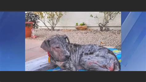 Mangy dog makes incredible transformation, needs home Warning azfamily com 3TV Phoenix Breaking ...