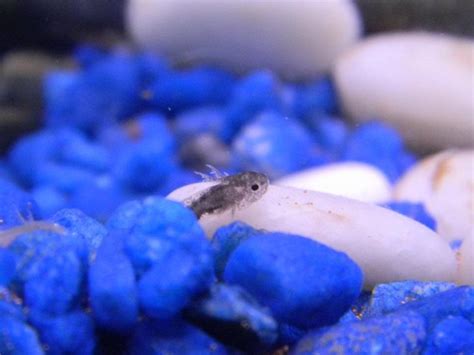 Raising and Caring for Axolotls - Kenny Coogan