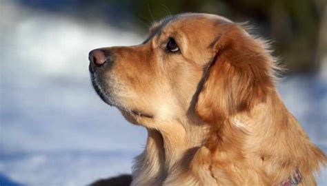 Understanding the Causes of Dog Anxiety - Barking Buddies