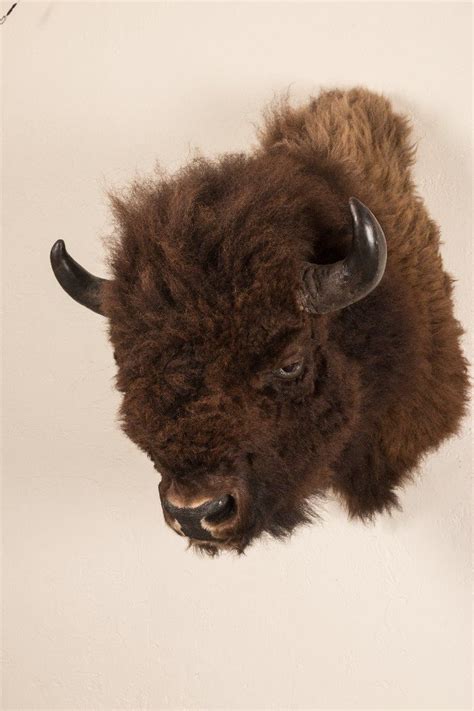 Buffalo Head Mount