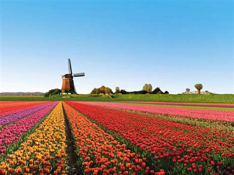 beautiful tulip fields is the best place to travel Holland - Beautiful ...