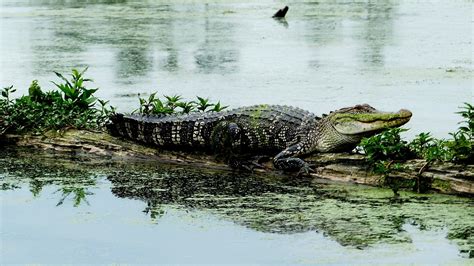 Bayou Louisiana Alligator - Free photo on Pixabay