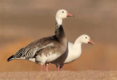 Snow Goose (blue & white morph). | Snow goose, Blue and white, Animals