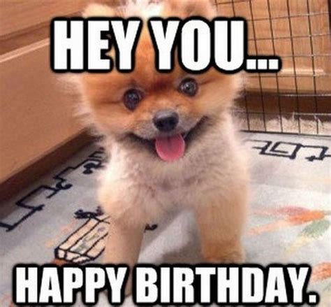 101 Funny Happy Birthday Dog Memes for Paw Lovers Everywhere