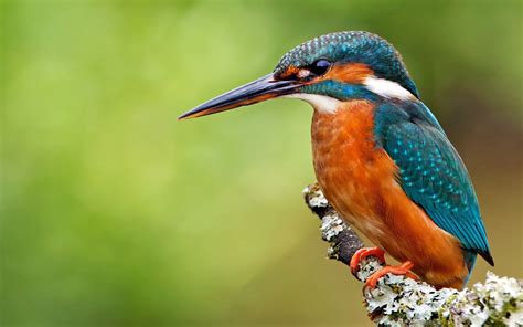 Kingfishers Are A Group Of Small, Brightly Colored Birds Coraciiformes Kind All Have Large Heads ...