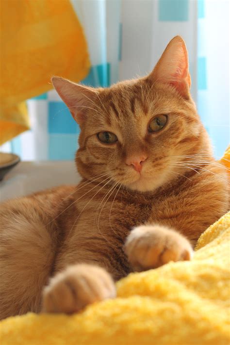 yellow towels (Ginger-Bee) | Orange tabby cats, Tabby cat, Yellow cat