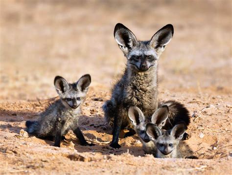 Lets talk about the bat-eared fox – Ubuntu Wildlife Trust