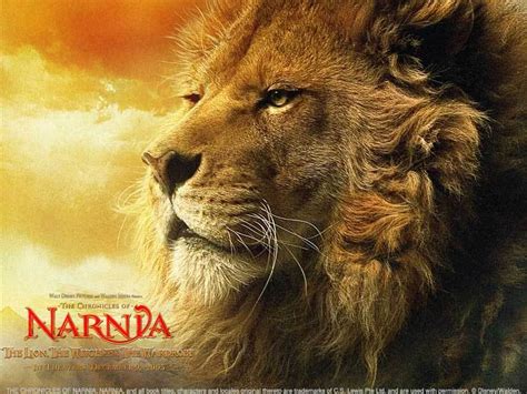 Aslan - Aslan Wallpaper (18376536) - Fanpop