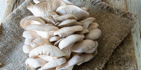 Your Ultimate Guide to Oyster Mushroom: Nutrition, Benefits, Varieties - Focus Performance