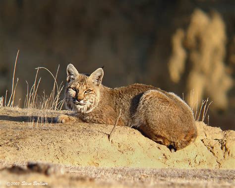 Bobcat Hunt : Dan Moody Texas Hunting Guide Services